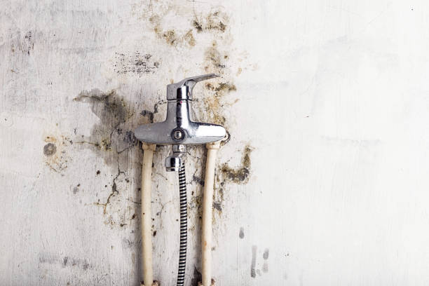 Best Fast Mold Removal  in Green Bay, WI