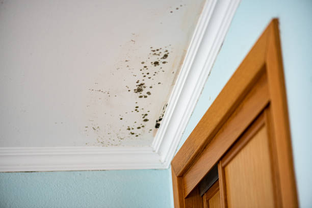 Best Black Mold Removal  in Green Bay, WI