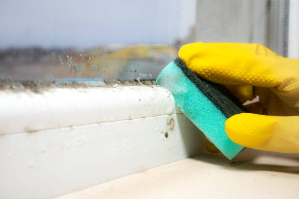 Best Mold Removal Specialists  in Green Bay, WI