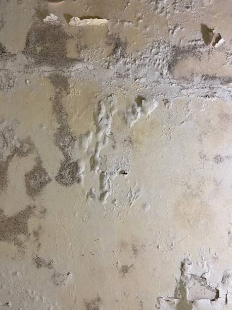Best Professional Mold Removal  in Green Bay, WI