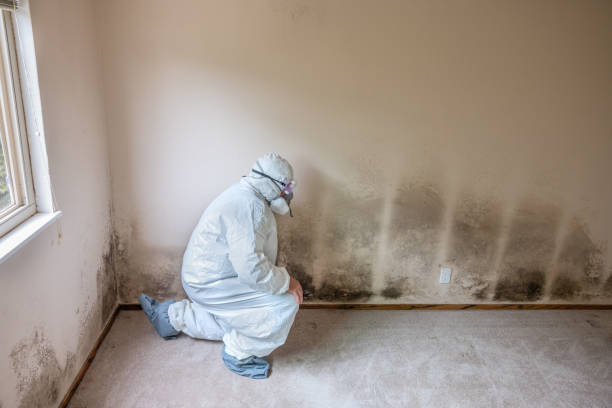 Best Commercial Mold Removal  in Green Bay, WI