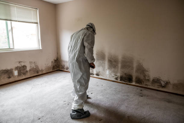 Best Residential Mold Removal  in Green Bay, WI