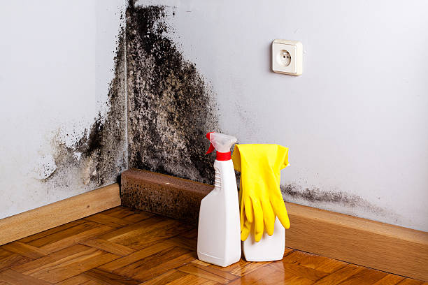 Best Emergency Mold Removal  in Green Bay, WI